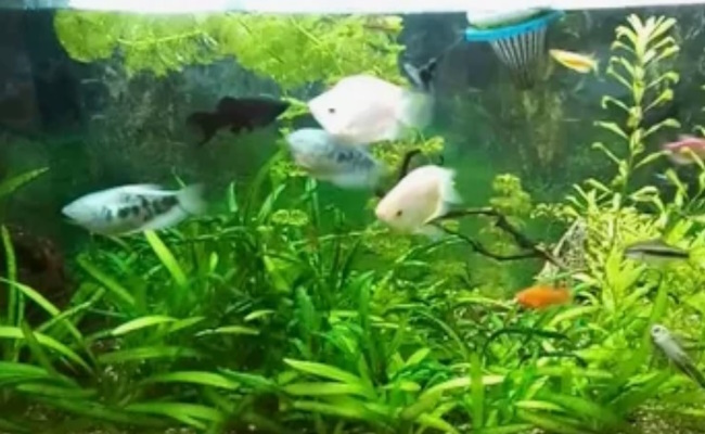 Black Molly лучше всего совместима с мирными и достаточно активными видами