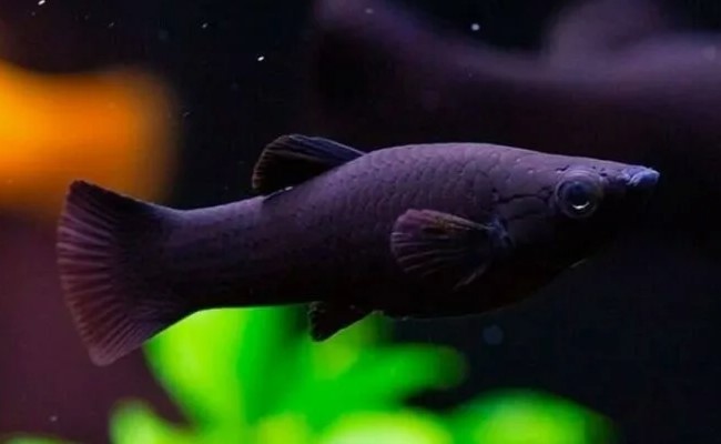 Черная моллинезия Black Molly