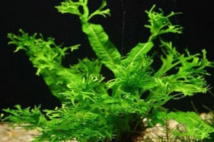 Microsorum pteropus, он же яванский, крыловидный