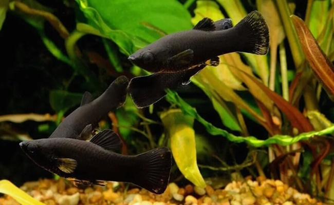 классические Black Molly